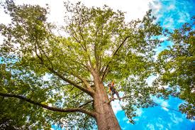 How Our Tree Care Process Works  in  Greenock, PA